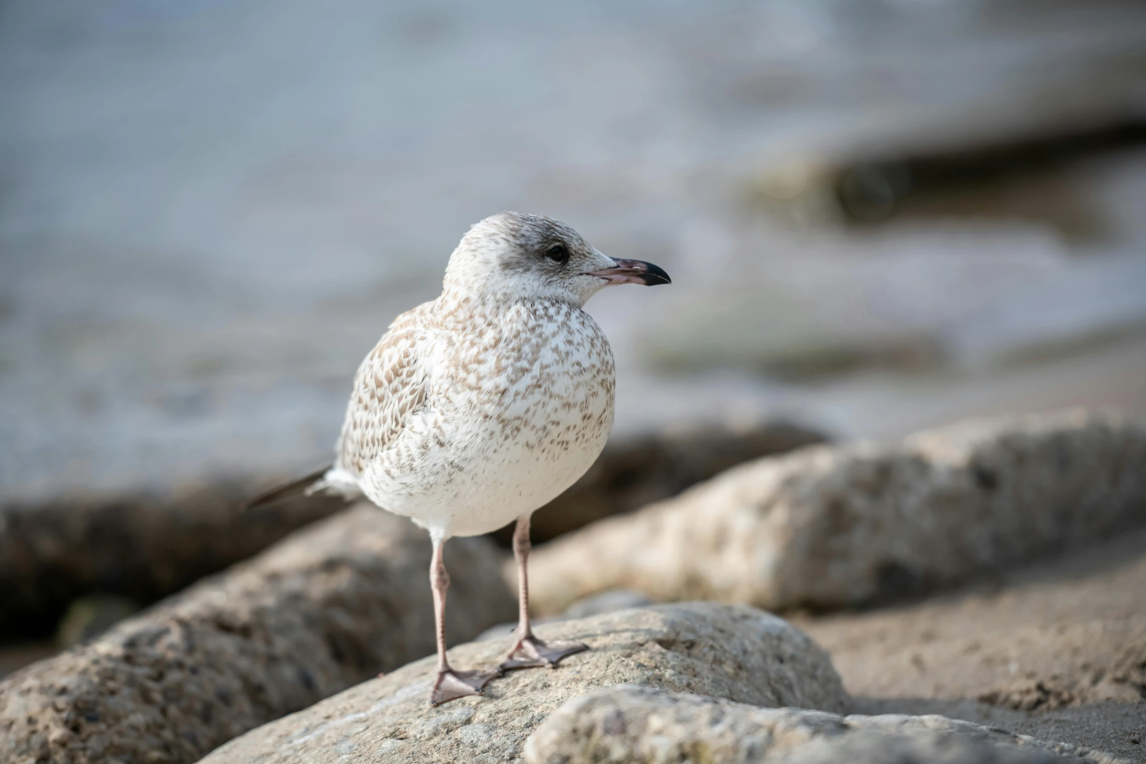 a white bird is standing on a rock