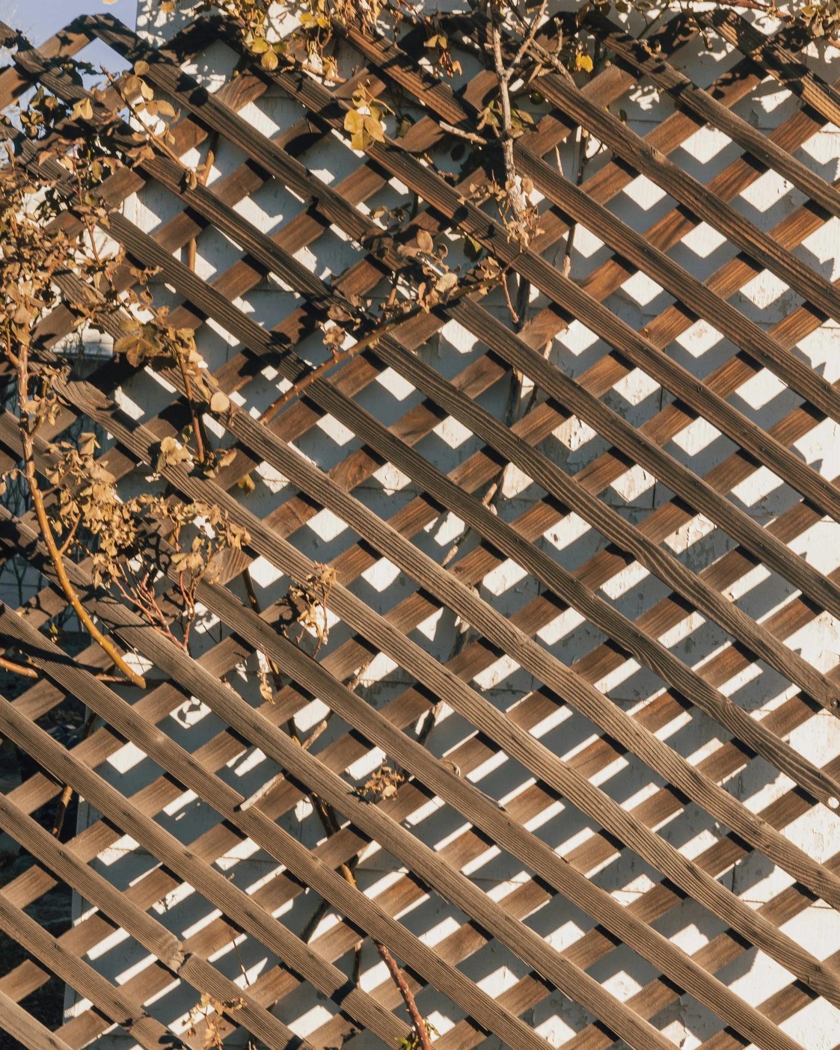 leaves hang over the surface of a wood fence