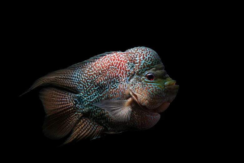 a fish is shown against a black background