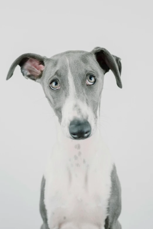 a dog looks at the camera with his paw raised