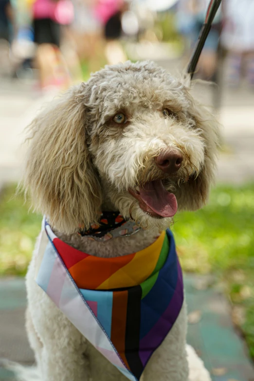 a dog with a rainbow bandana, standing on the sidewalk