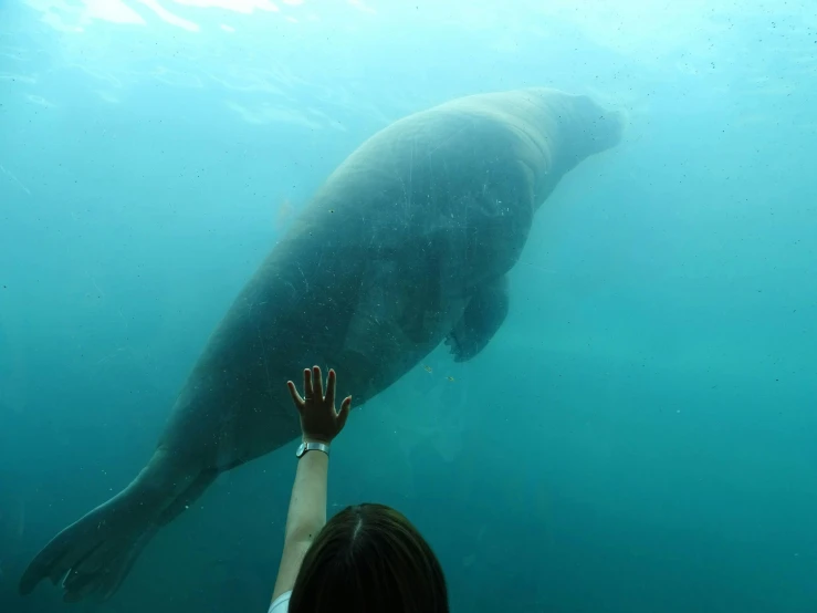 a large manan is swimming with its owner in the water