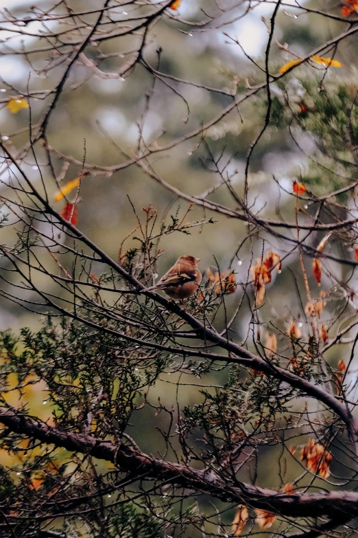 bird sitting on top of tree nch next to green and orange leaves