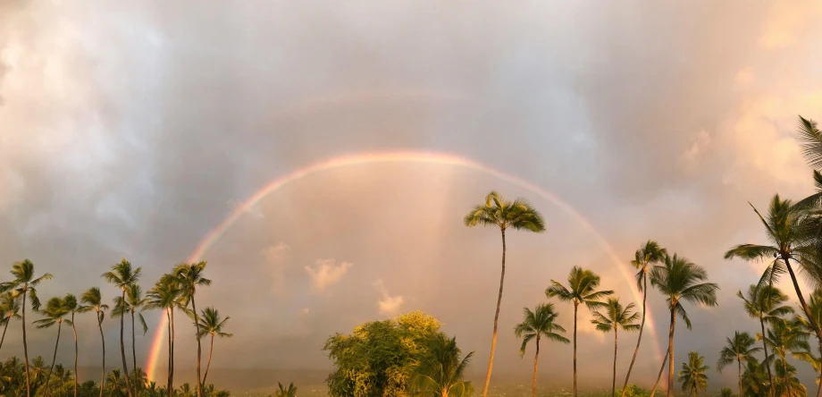 a rainbow shines over palm trees in the foreground