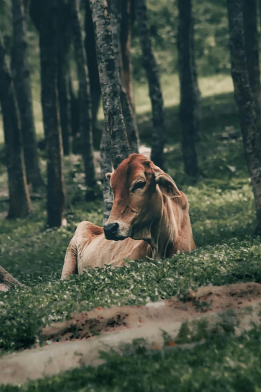 a cow resting in the shade of the trees