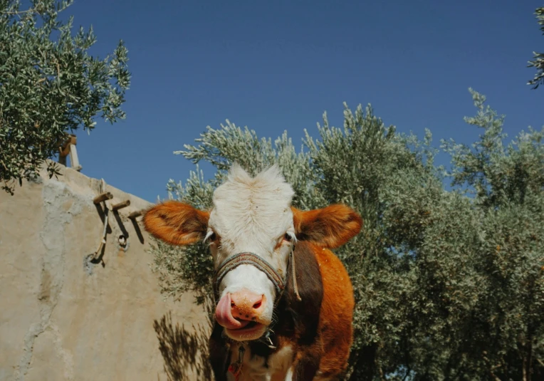 a cow sticking its head out of the fence