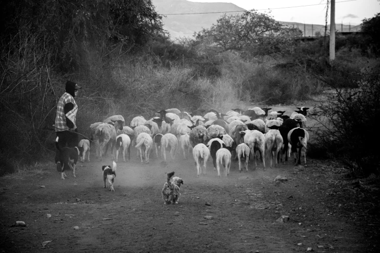 there are a lot of sheep in the field together