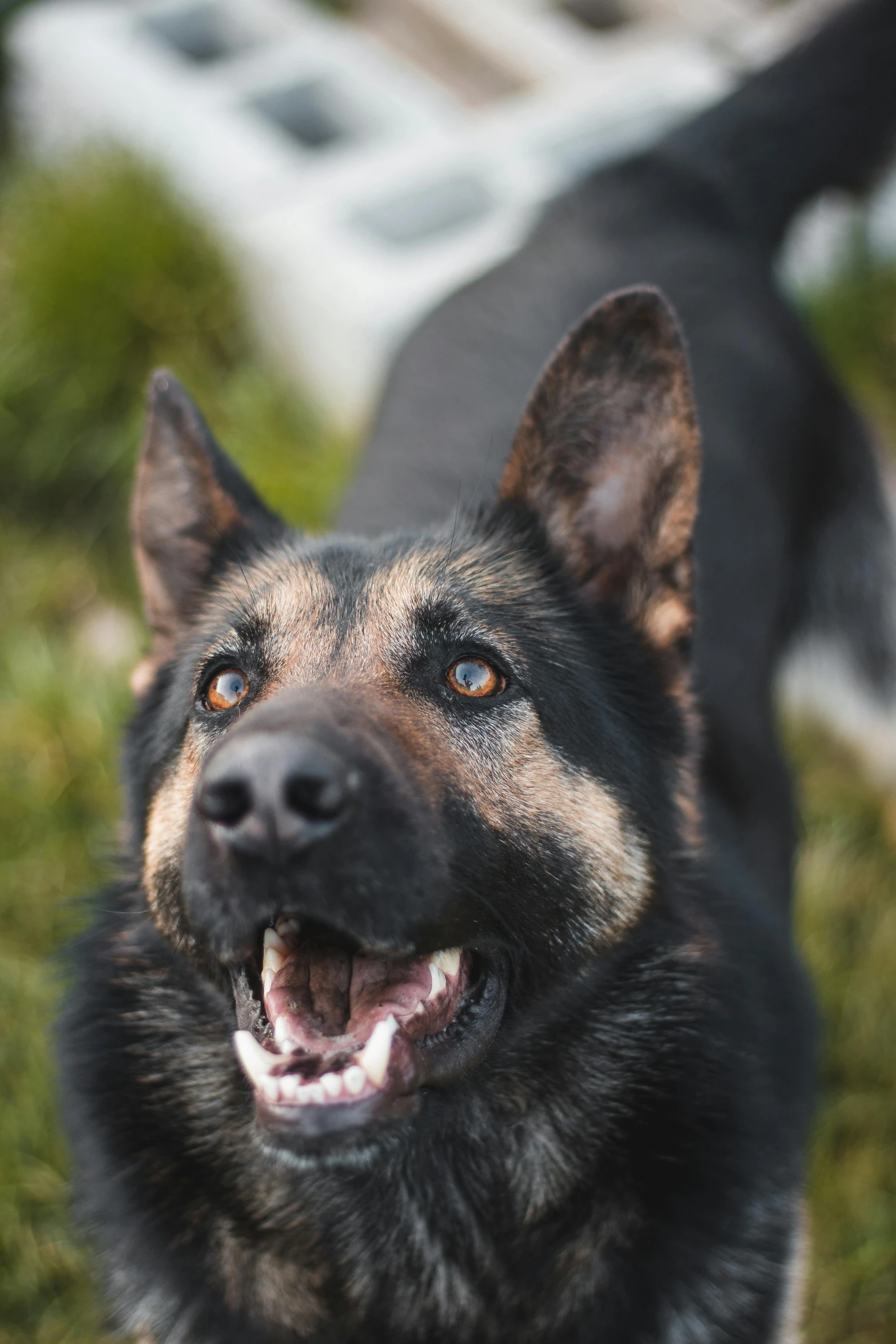 a close - up po of a german shepherd