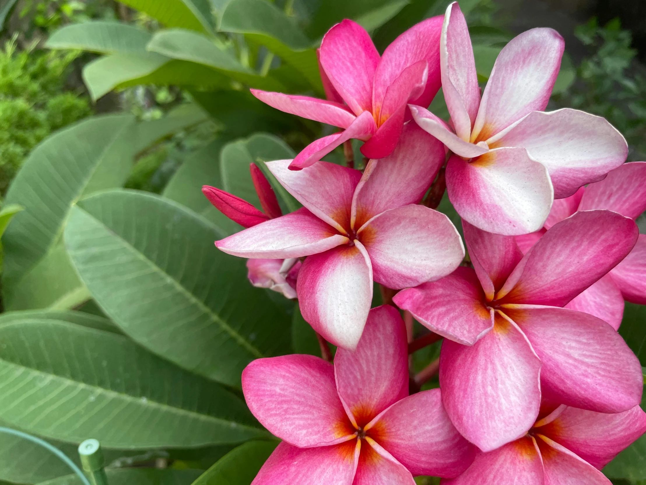 red and white flowers in the middle of green leaves