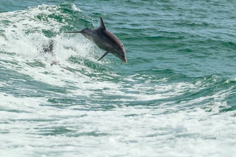 a large dolphin is in the ocean riding a wave