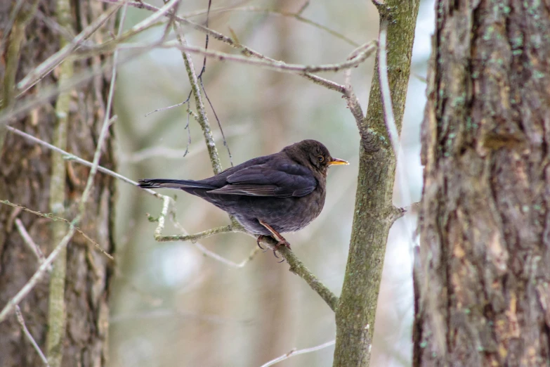 a bird perched on a tree nch in the forest