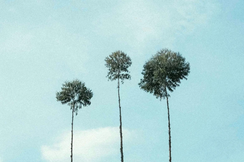 several tall trees in the blue sky with leaves