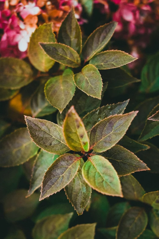 a closeup of leaves of a green plant with flowers in the background