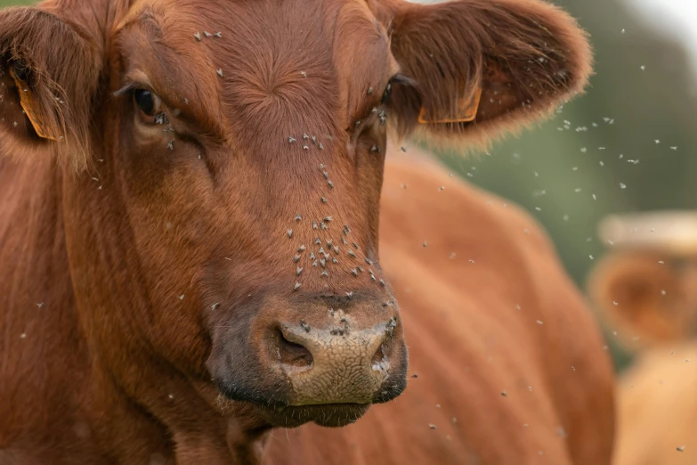 a close up of a brown and white cow