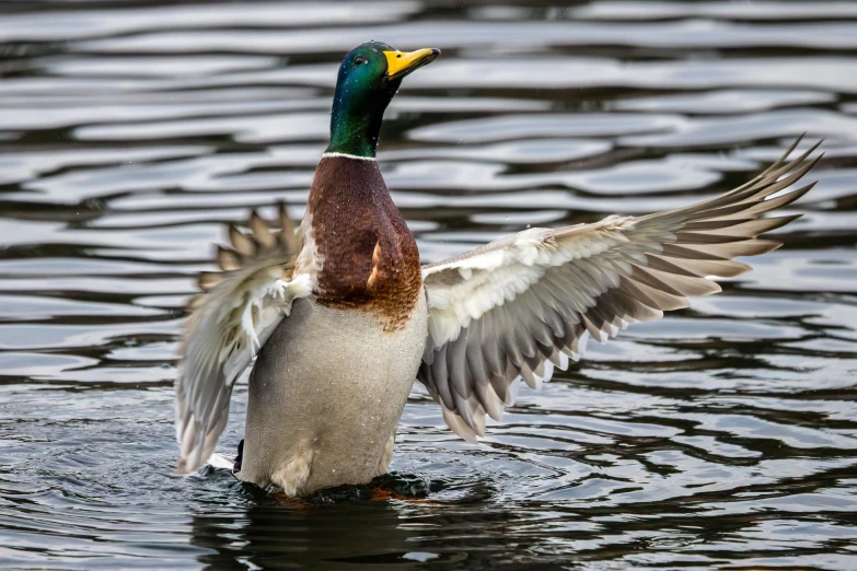 a mallard stretches its wings above the water