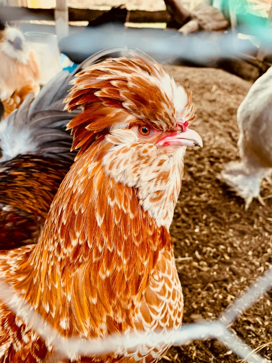 two large roosters inside their enclosed area