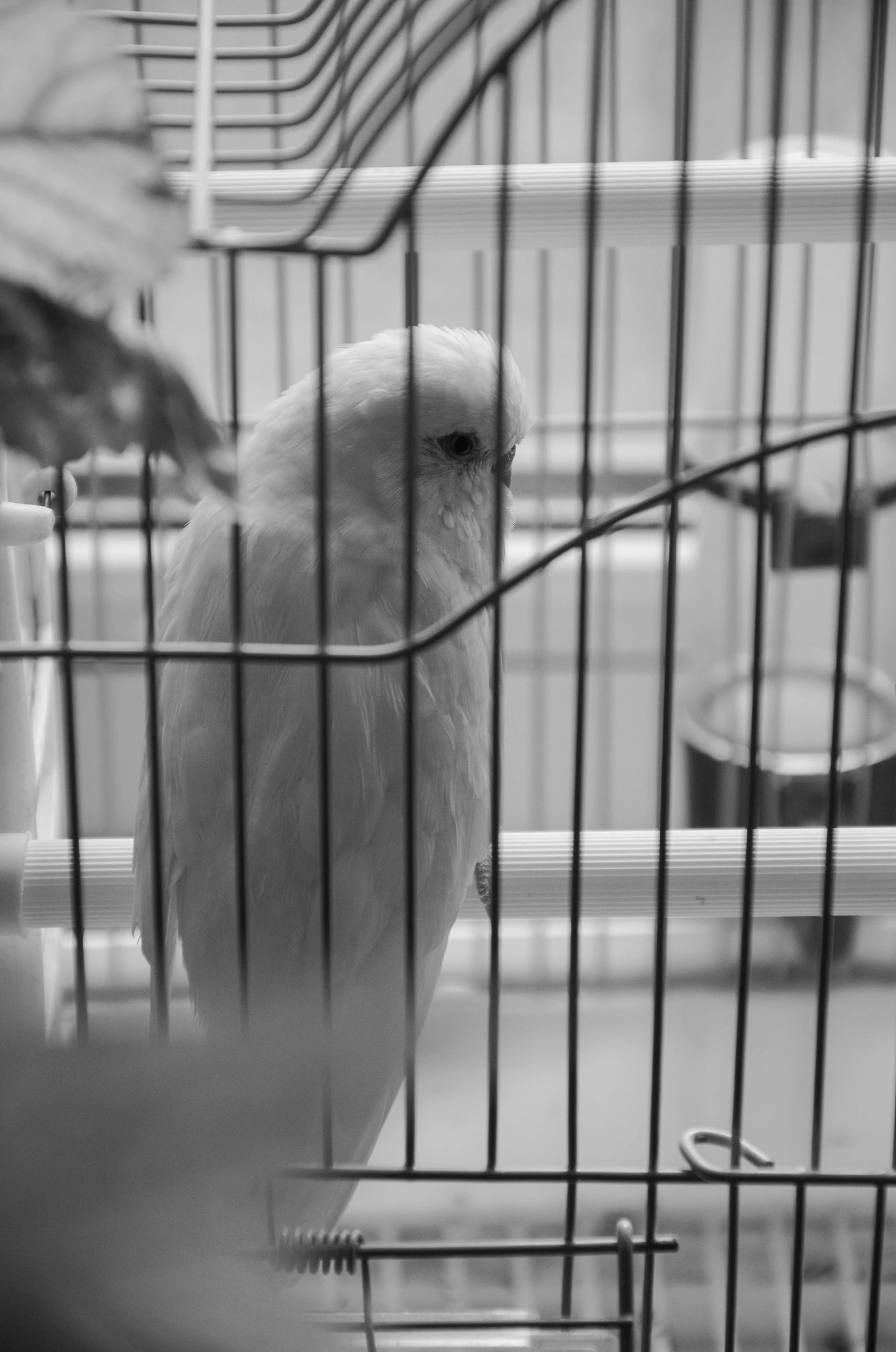 a bird with long beak sitting inside of a cage