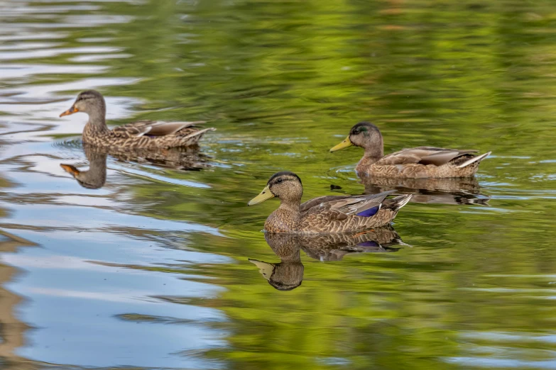 a group of ducks swimming on the river