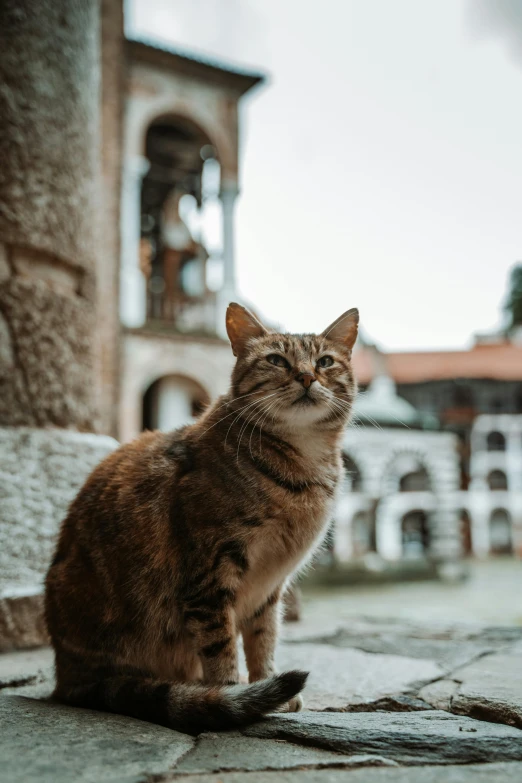 there is a brown cat sitting on the ground