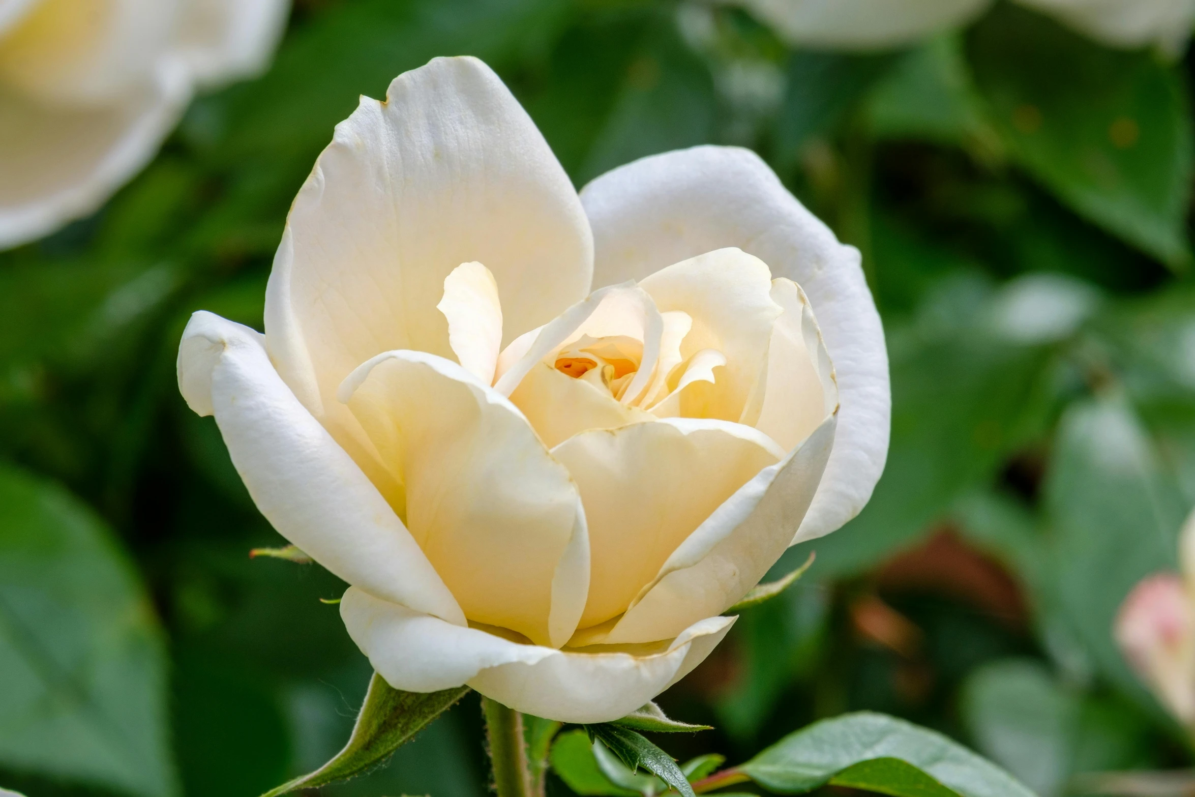 a close up of a white flower with many flowers behind it