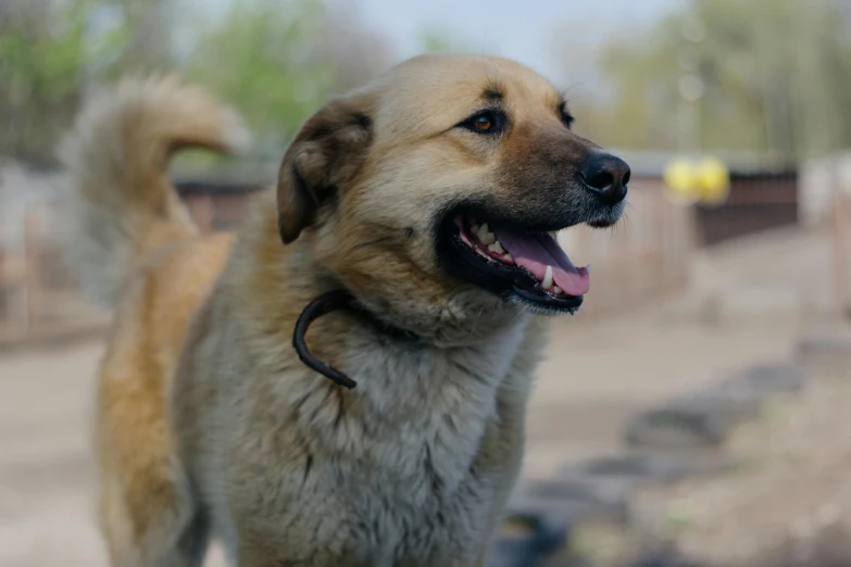 a dog that is looking at soing with a smile on his face