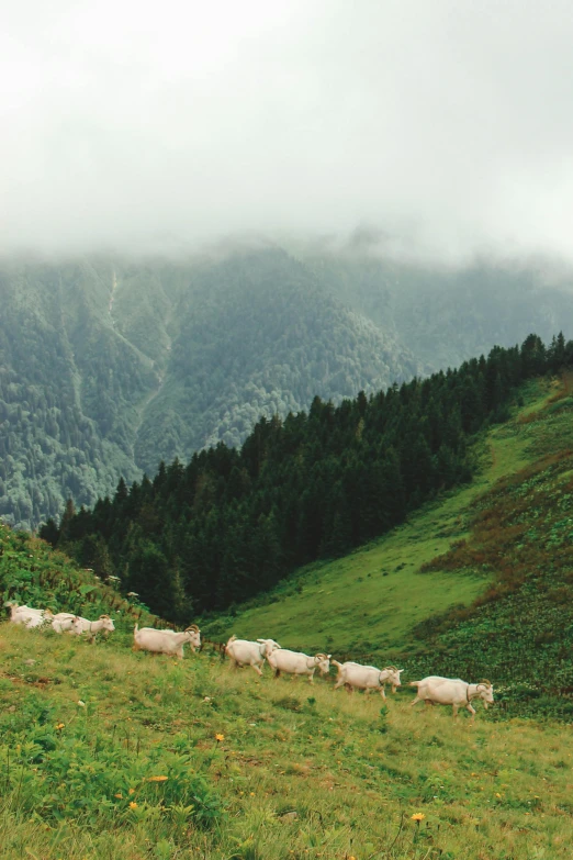 a group of sheep are standing on the side of a grassy hill