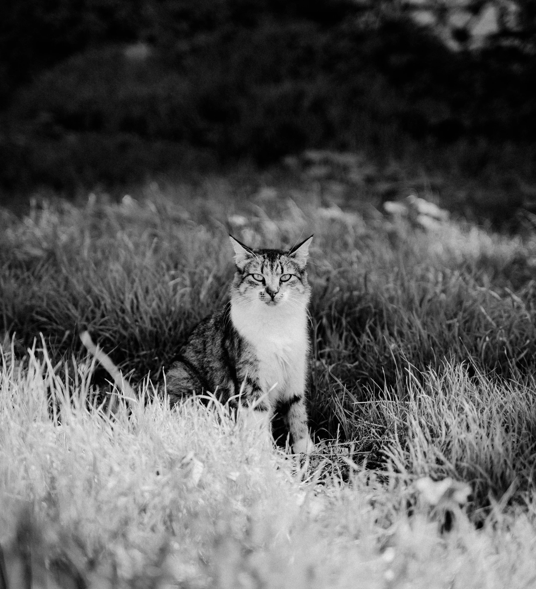 a cat is in the middle of an open field