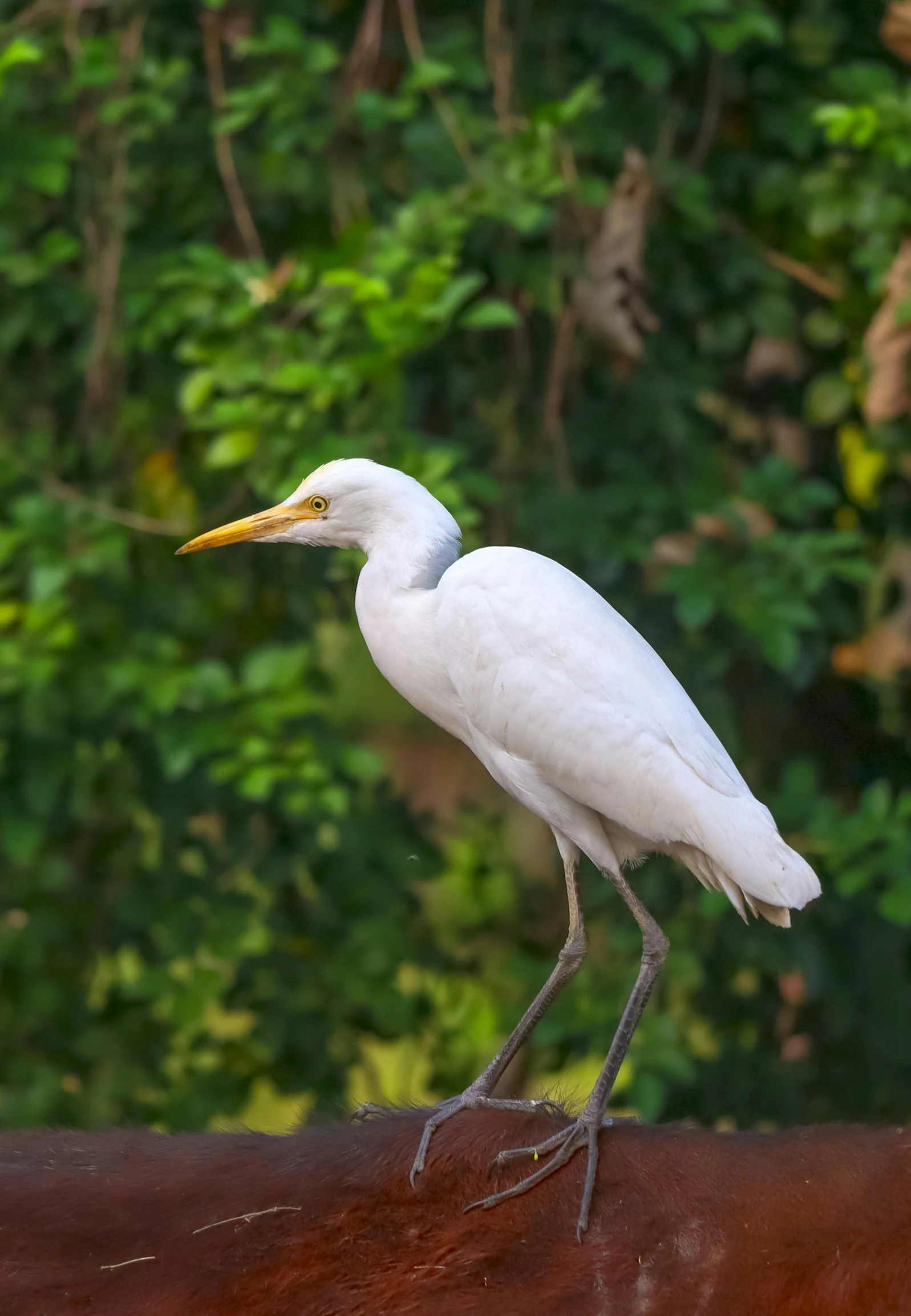 a large white bird with a long yellow beak stands on a brown horse