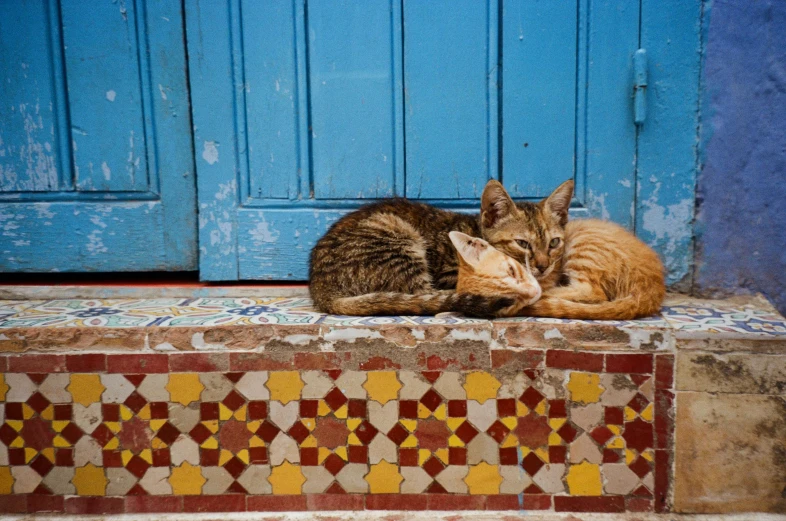 two cats sleeping next to each other in front of a blue door