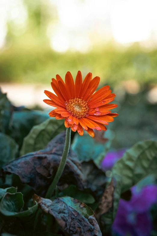 orange flower in the middle of green leaves