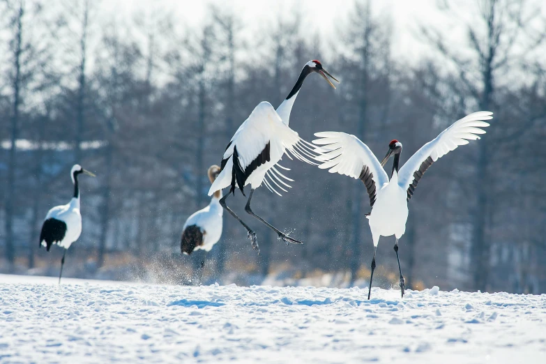 three snowbirds flying low over a snowy field