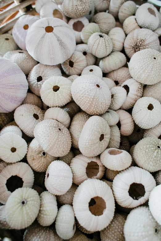 a bunch of white seashells laying in a bowl