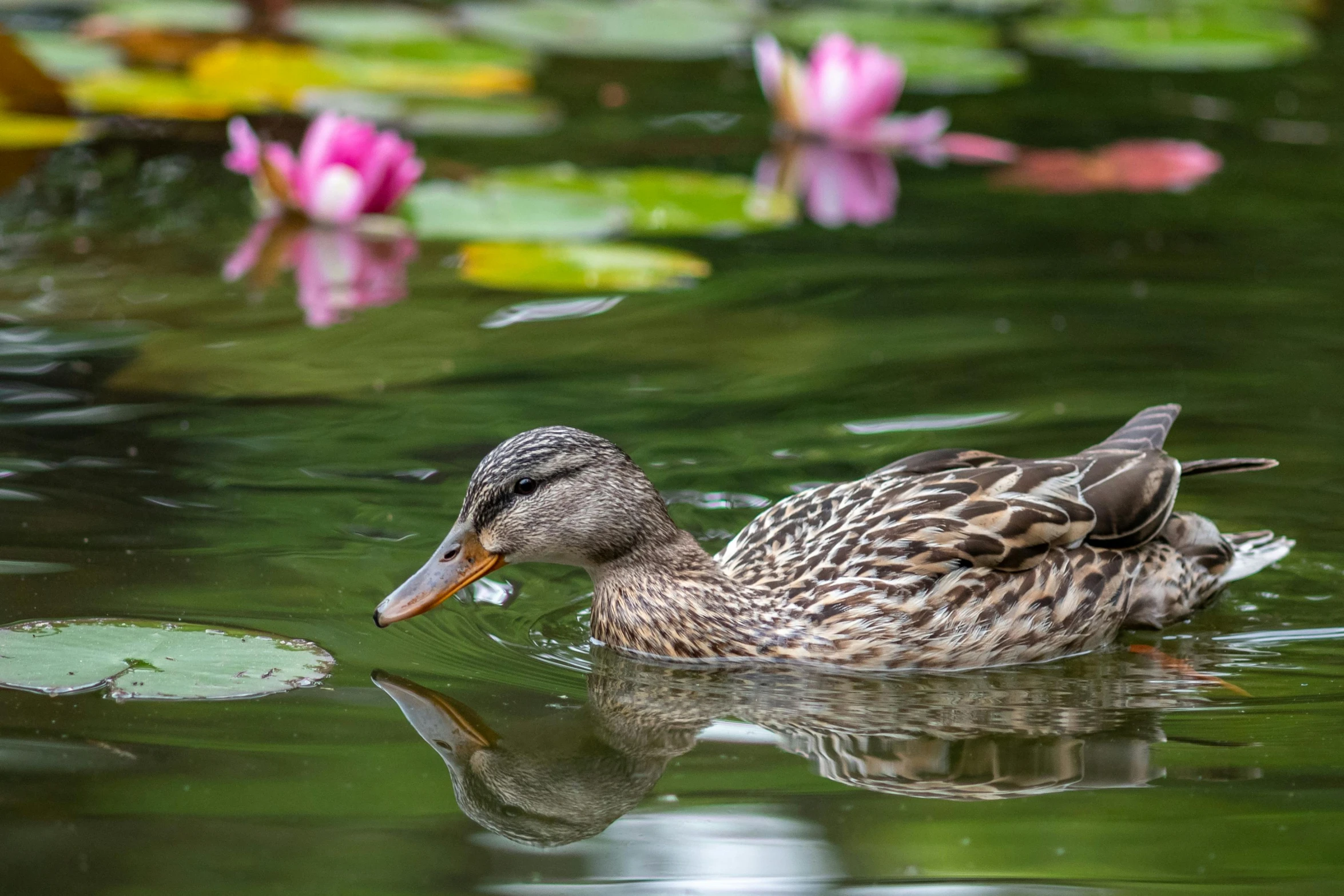 a little duck that is in some water