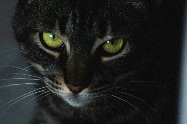 a cat with large, yellow eyes staring straight ahead