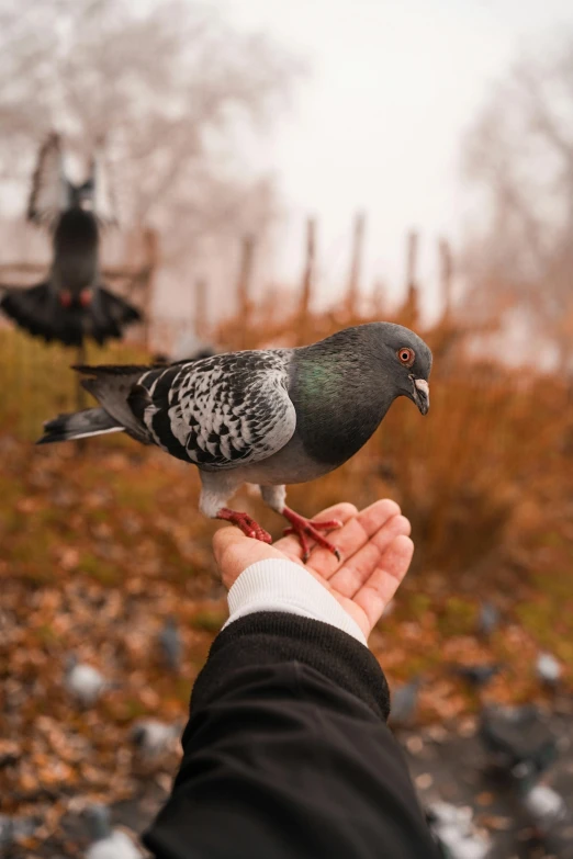 a person is feeding a pigeon out of their hand