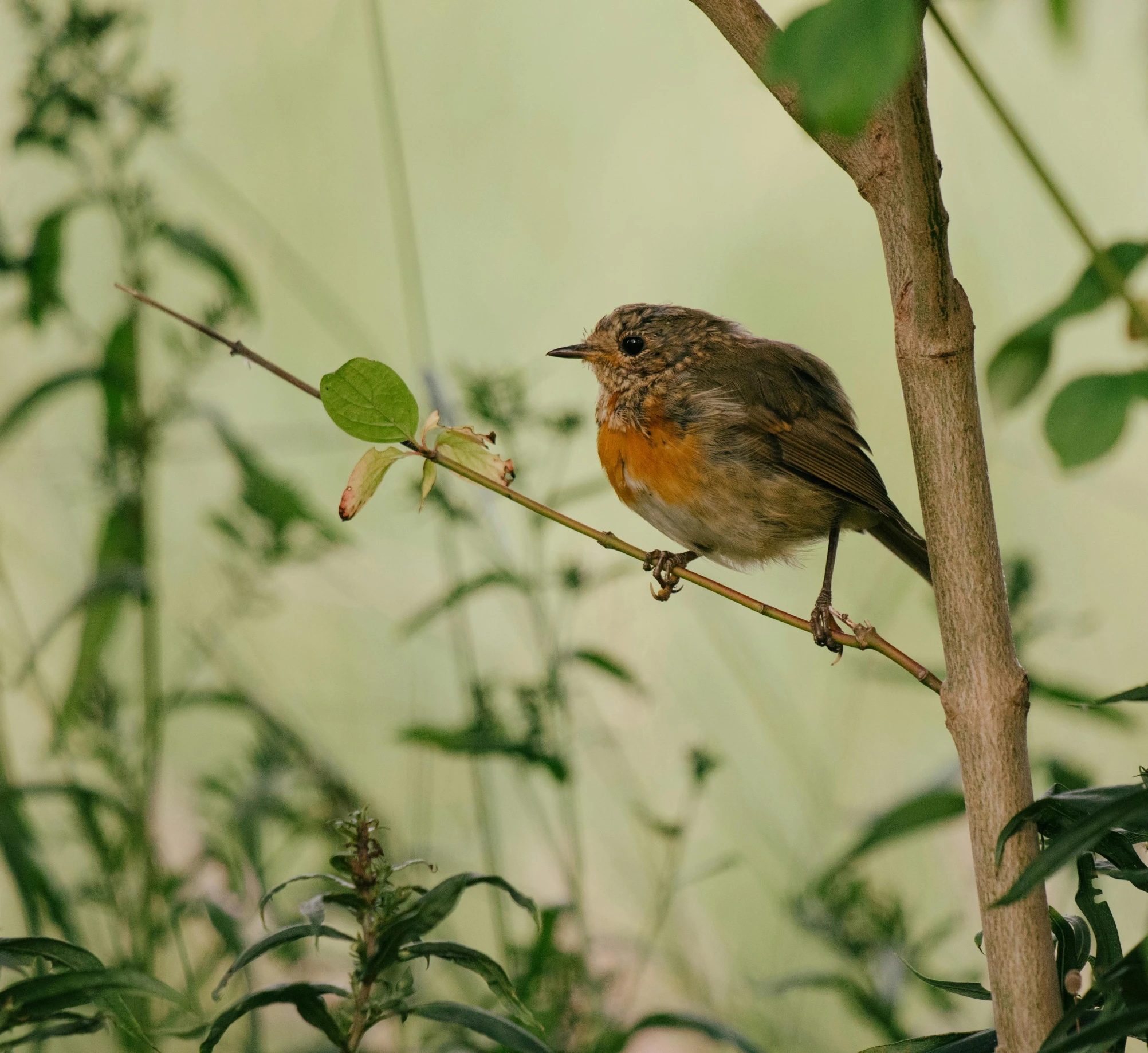 a bird with a brown chest and neck perches on a tree nch