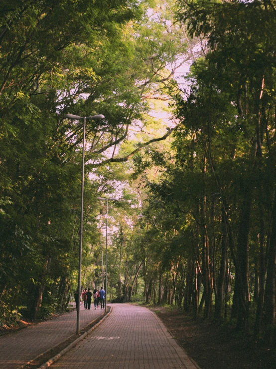 people walking down the road through the trees