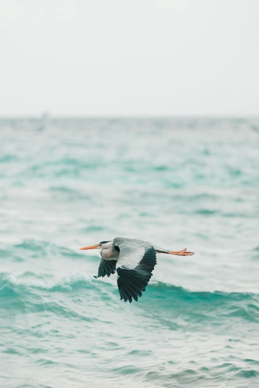 a bird is flying over the water as it flies low