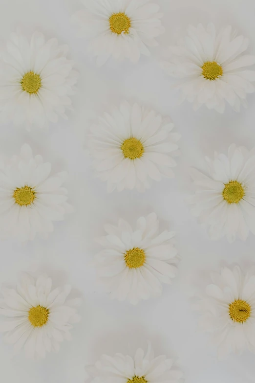 a large white background with several white and yellow flowers