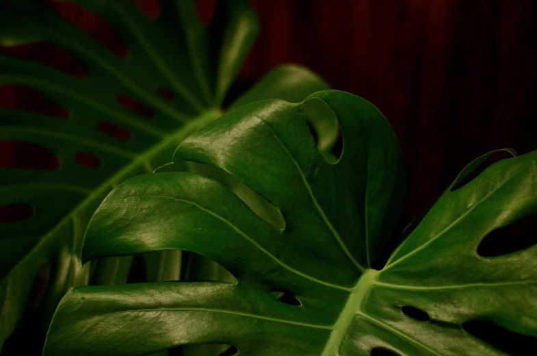 a close up view of leaves of a plant