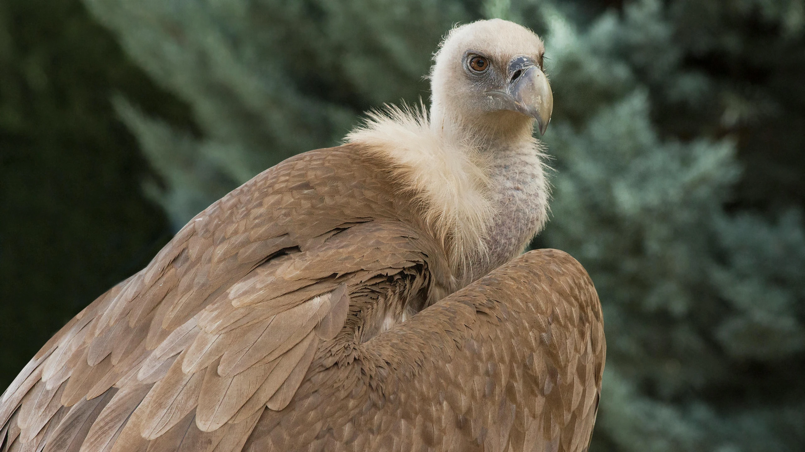 the vulture looks menacingly ahead in its natural environment