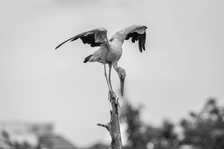 an image of a bird with its wings spread out