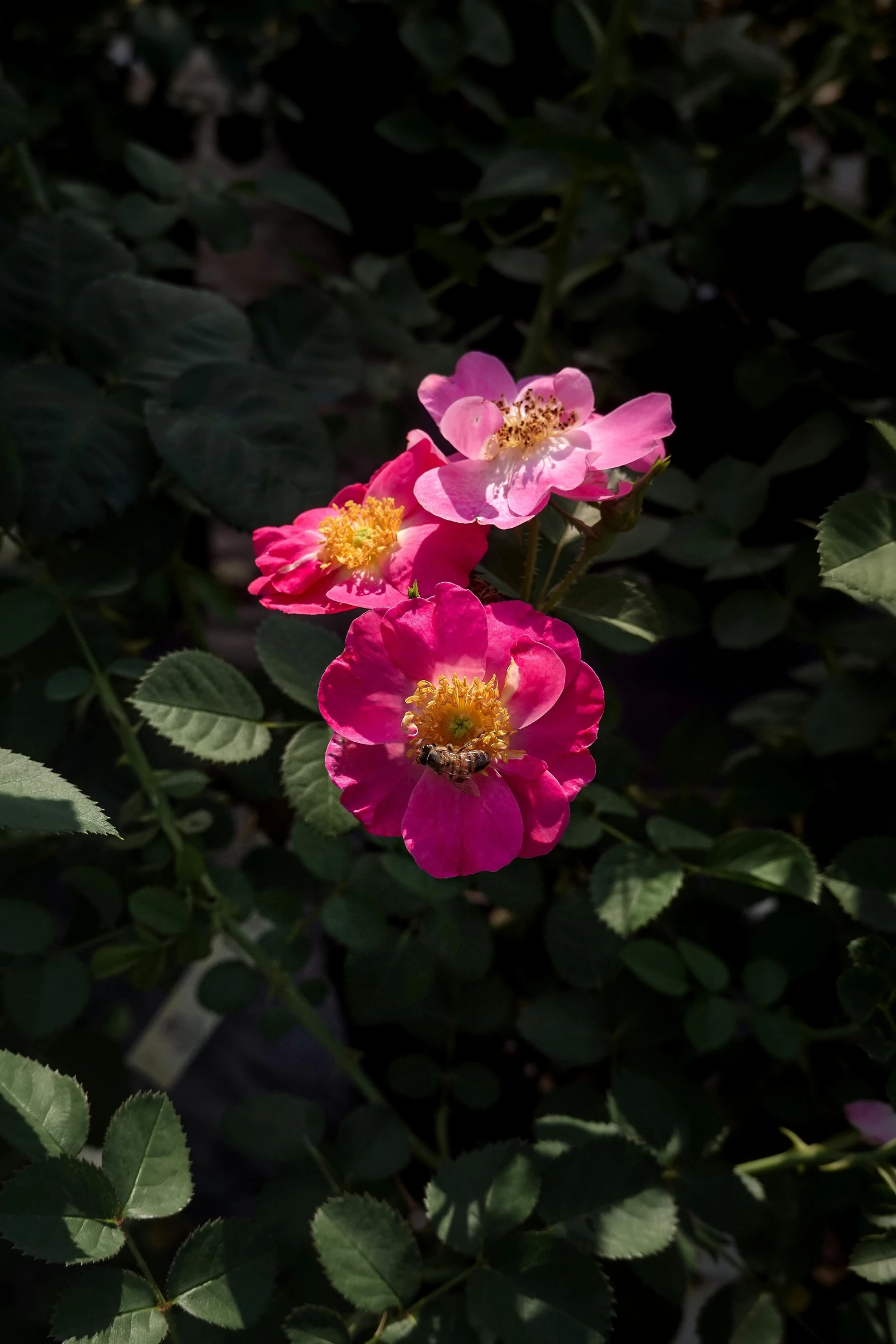 three pink flowers sit close together in the sun