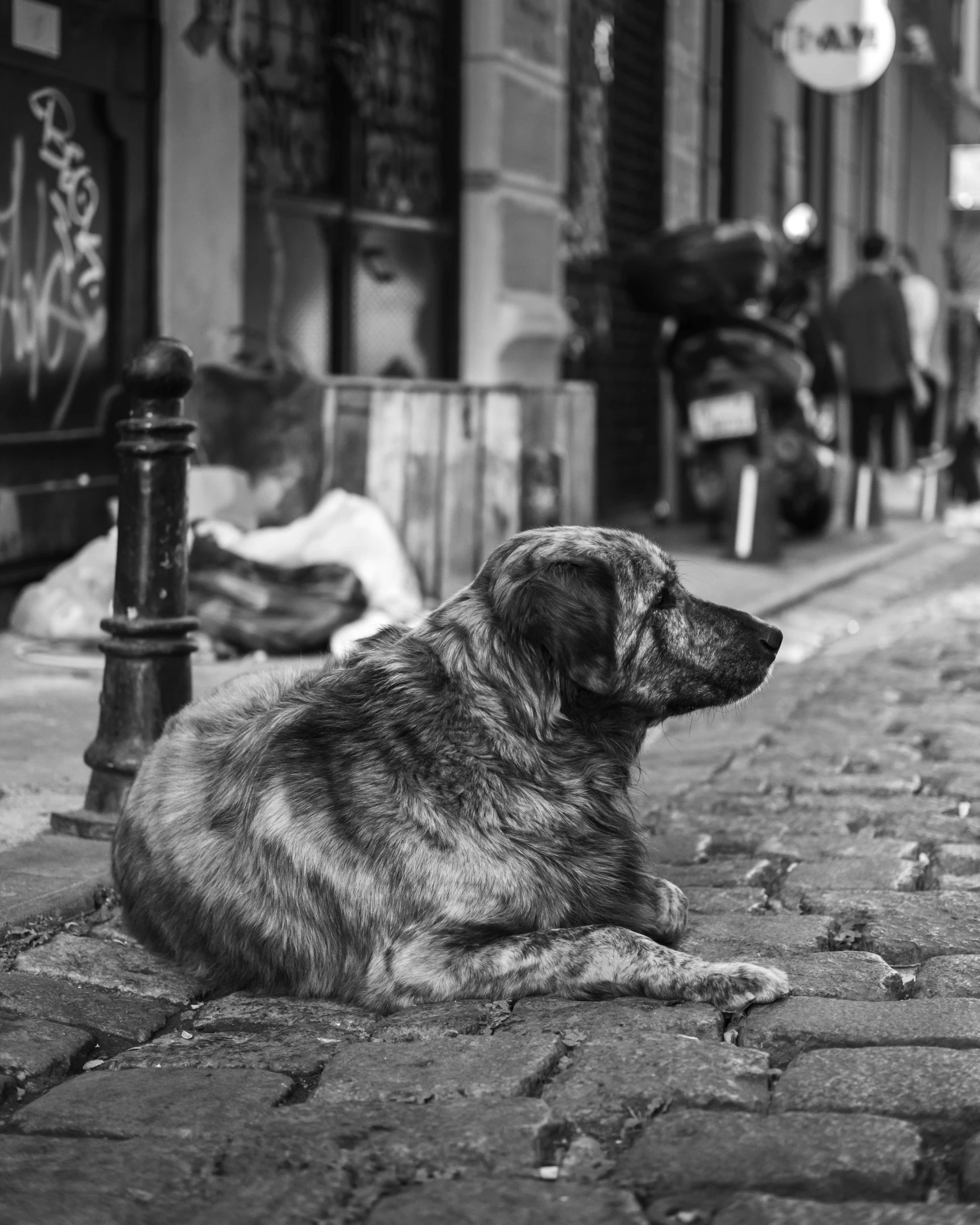 a black and white image of a dog on the sidewalk