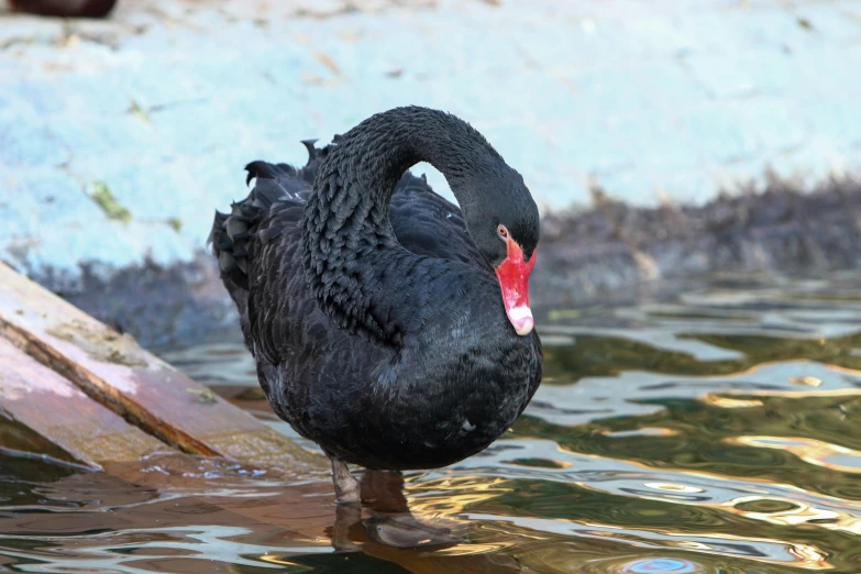 a black bird is floating on a body of water