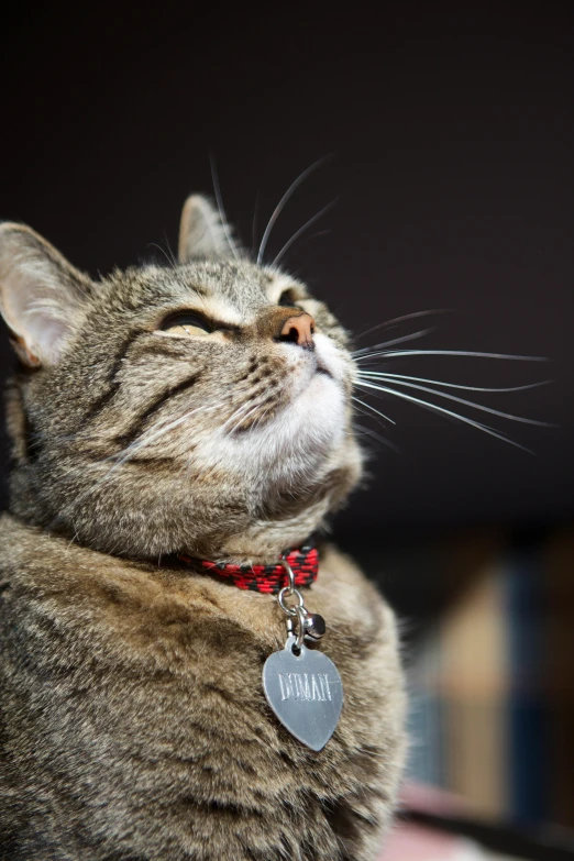 a cat looking upward while staring up