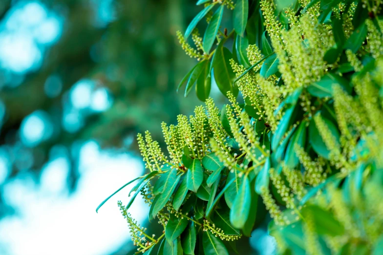 a close - up s of leaves and flowers hanging from a tree