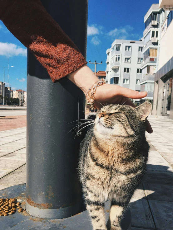 a cat being pet by a person who is holding the other cat