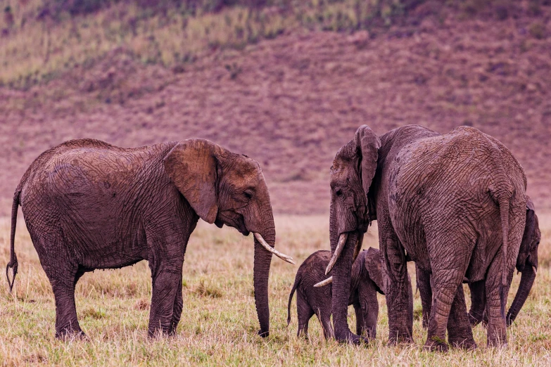 two adult and one baby elephant walking in the grass with a hill in the back