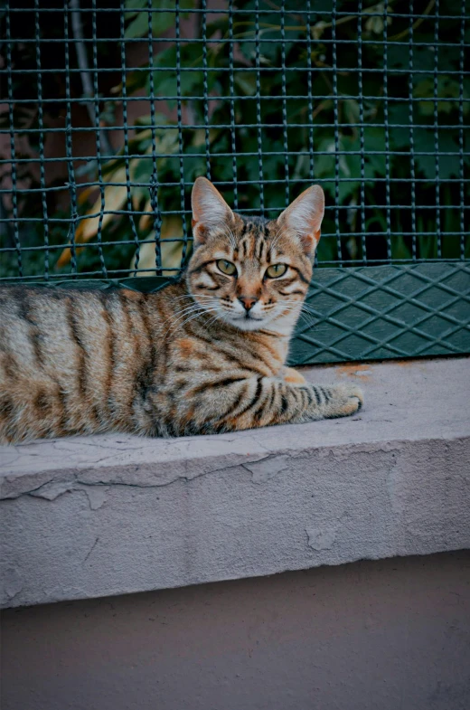 a cat sitting on some cement next to a fence